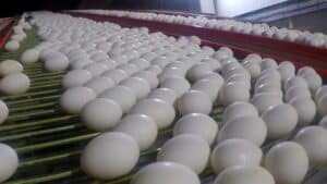 Ross 308 fertile broiler