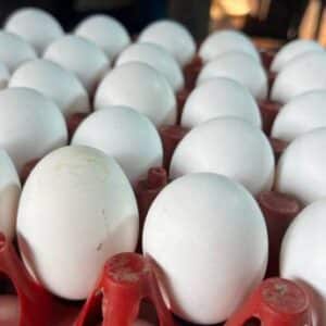 Ross 308 fertile broiler