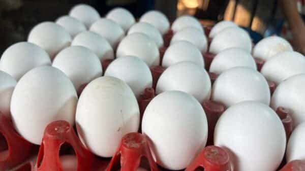 Ross 308 fertile broiler