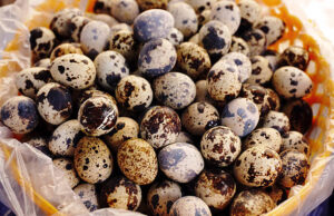 Fertile Quail Eggs