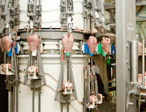 Mechanically Deboned Chicken Meat